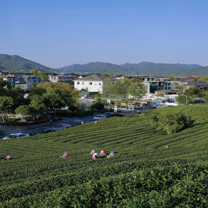Beautiful_Longwu_Tea_Plantation