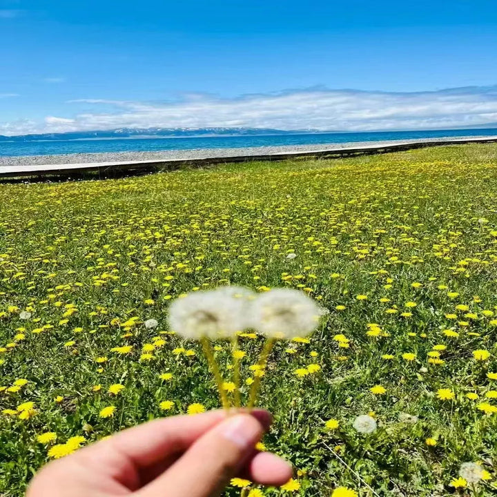 Flower_Meadow