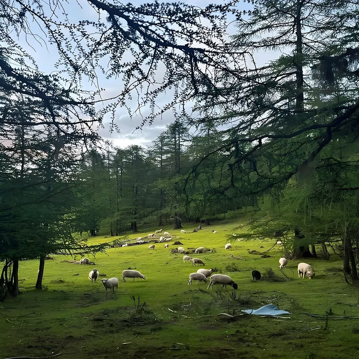 Haba_Snow_Mountain_Pasture