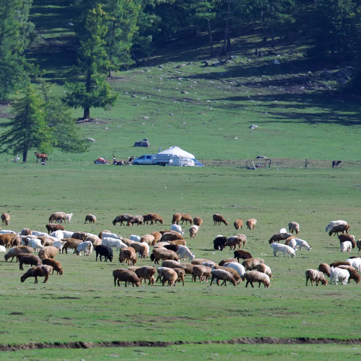 Herds_in_Haba_Snow_Mountain