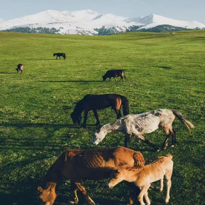 Horses_in_Ili