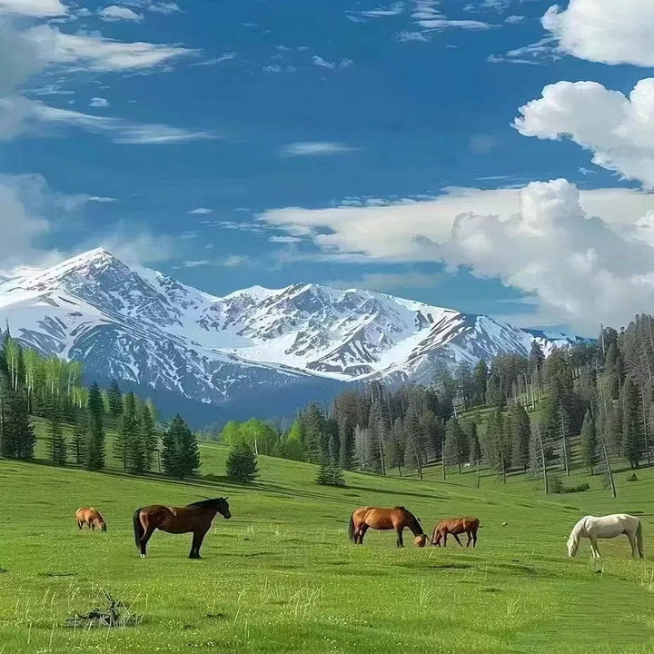 Horses_in_Northern_Xinjiang