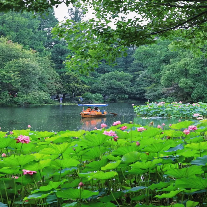 Lotus_Views_in_West_Lake_Scenic_Area