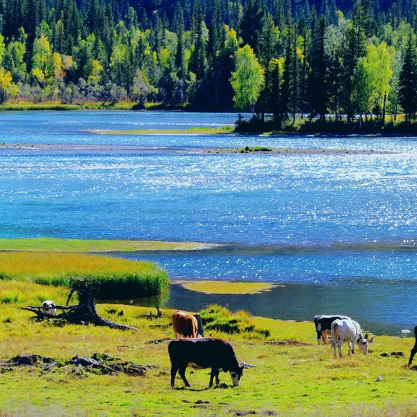 Northern_Xinjiang