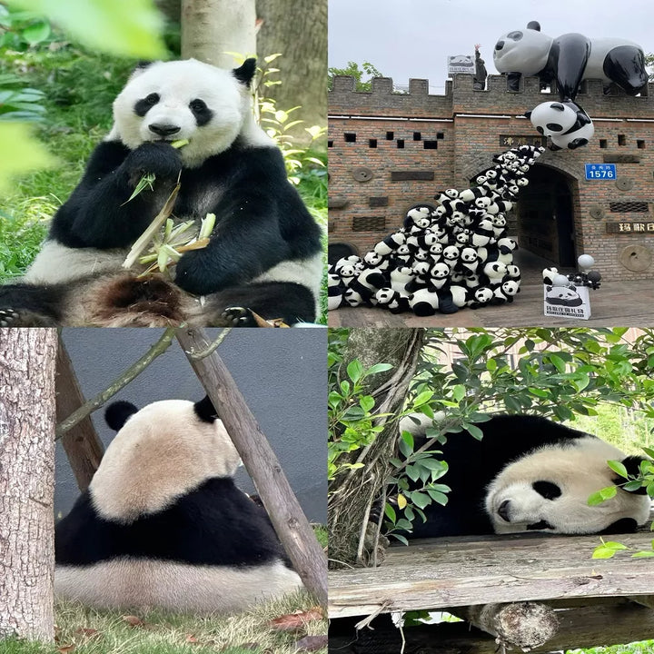 Panda_Base_Picture