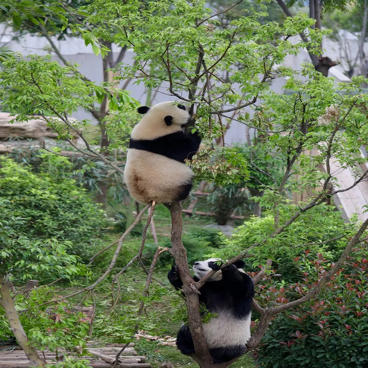 Panda_Base_Scenes