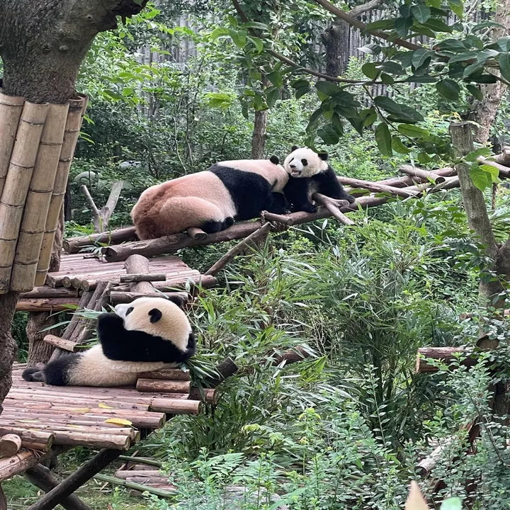 Panda_Base_Views_in_Sichuan