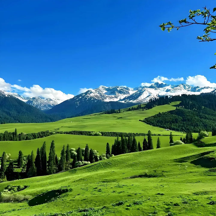Prairie_Views_in_Ili