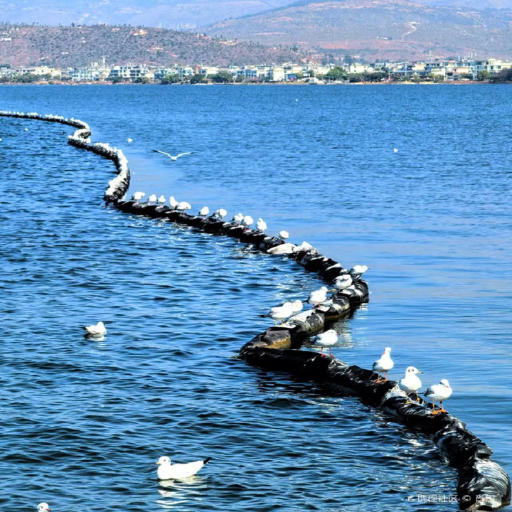 Sea_Gulls_in_Erhai_Lake
