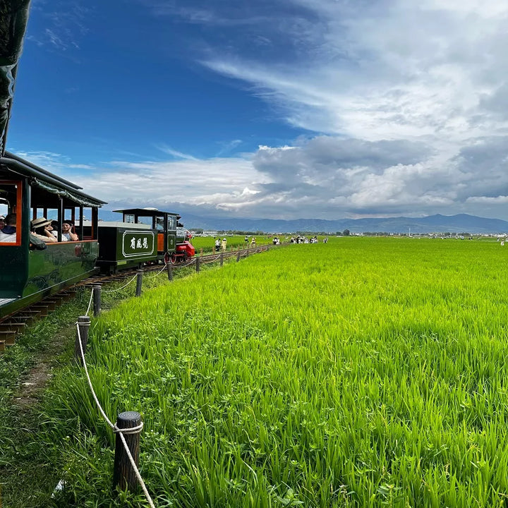 Xizhou_Carriage_Tour